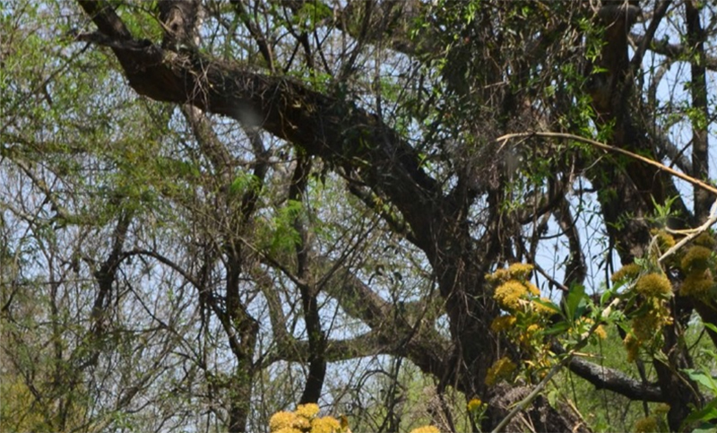 Tres proyectos de Argentina recibirán apoyo del fondo para el medio ambiente mundial