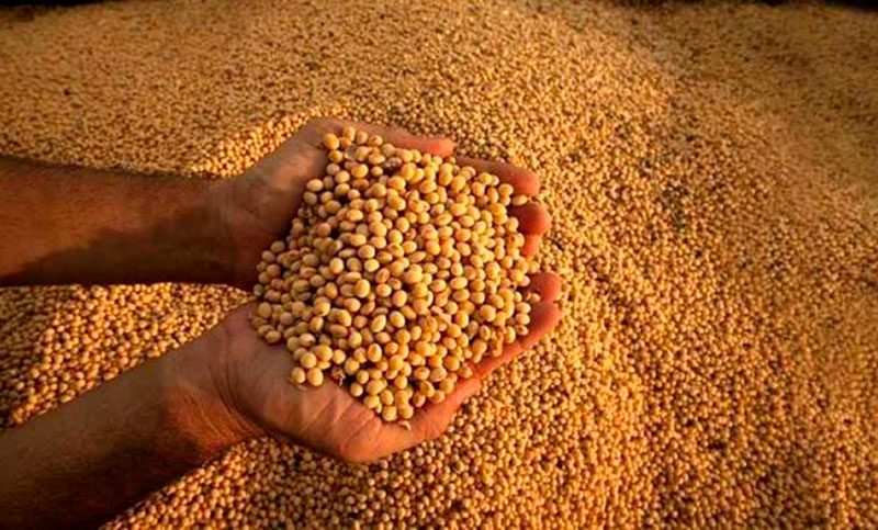 El precio de la soja y el maíz se desplomó 10% en lo que va del año