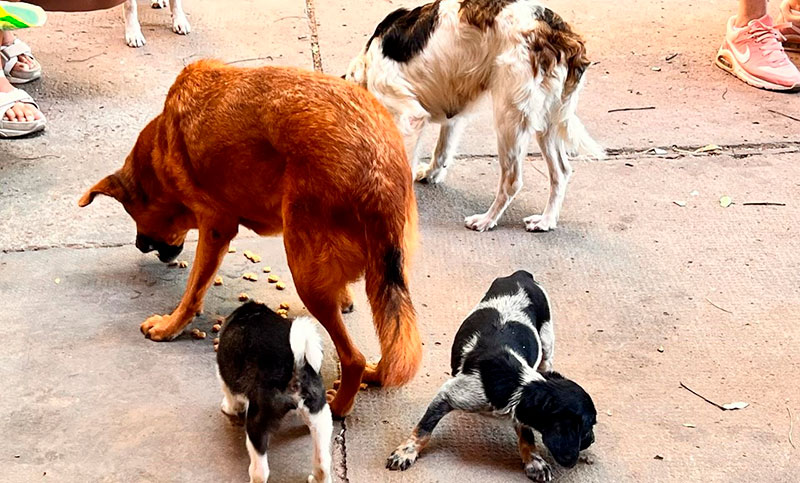 Rescatan a cinco perros en malas condiciones sanitarias