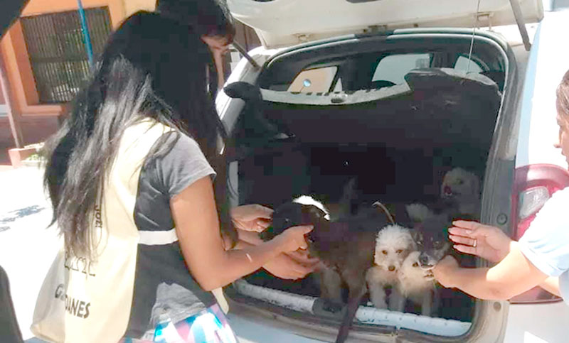 Rescataron a diez perros desnutridos y deshidratados en una casa en Tucumán