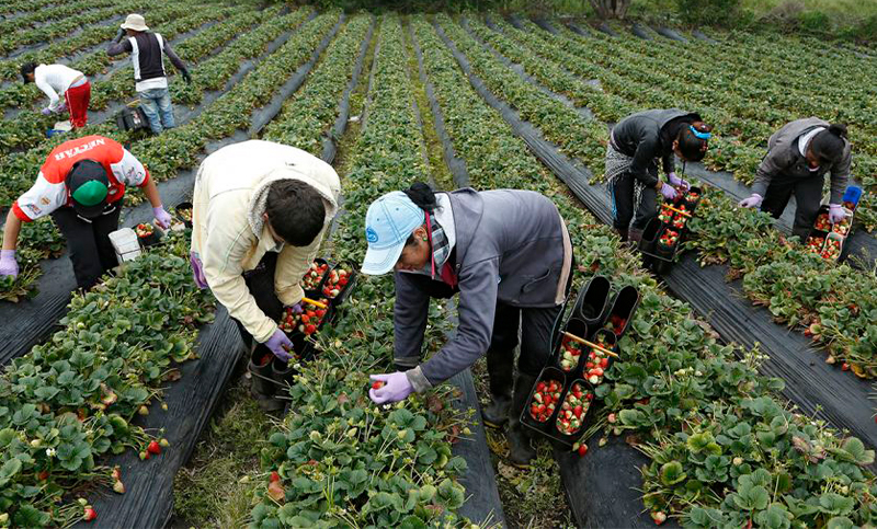 Trabajadores rurales temporarios pueden tener empleo registrado sin perder la ayuda social