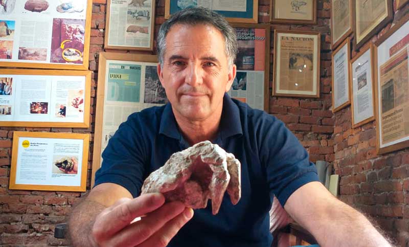 Encontraron restos de un glyptodonte “como si estuvieran en posición de vida”