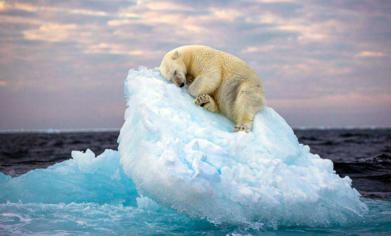 La imagen de un oso polar sobre una cama tallada en iceberg gana prestigioso premio de foto