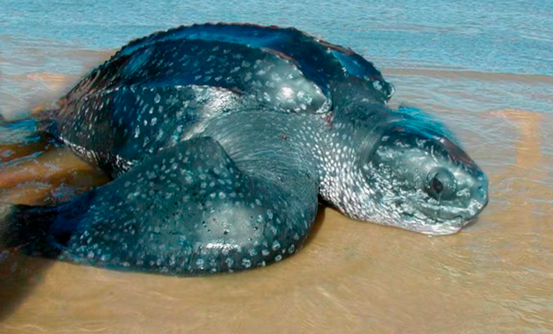 En Uruguay aparece la especie de tortuga marina «más grande del mundo»