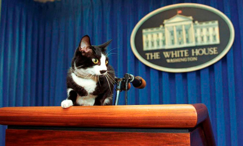 Conmemoran el Día internacional del gato en homenaje al único felino en deambular la Casa Blanca