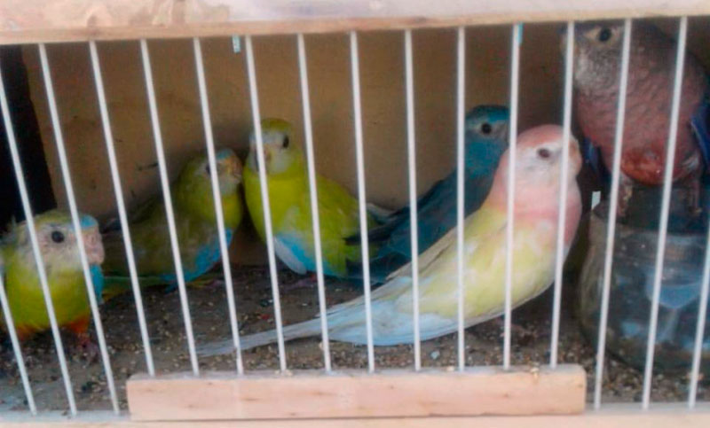 Rescatan a 29 aves silvestres dentro de la cabina de un camión