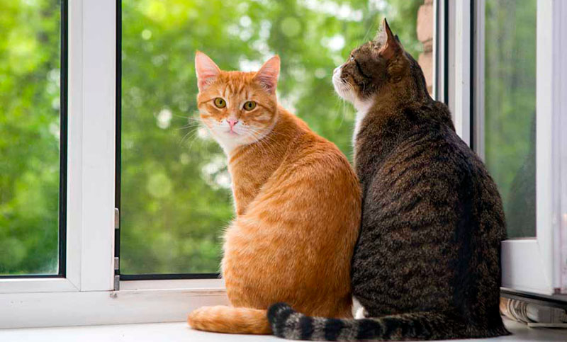 Por qué los gatos son tan selectivos con las personas