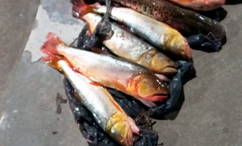 Sancionaron a conductores al detectar irregularidades en el transporte de pescado