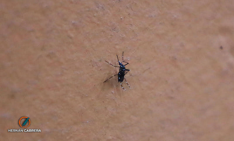Dengue en Rosario: “La tasa de aumentos de casos se está desacelerando”