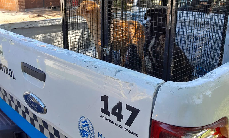 Rescataron a dos perros que estaban en malas condiciones sanitarias y de higiene en Rosario