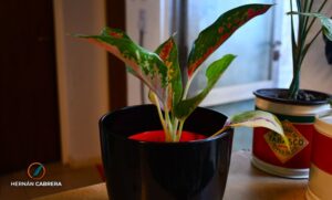 Aglaonema Pink: tropical de interior y de invernadero de la familia Araceae