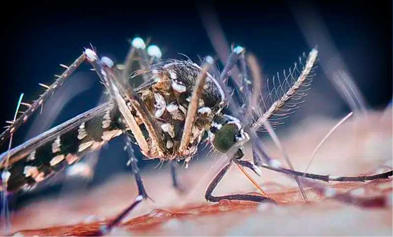 Advierten que el brote de dengue en América Latina es causado por el cambio climático: el invierno «no mitigará el peligro del virus»