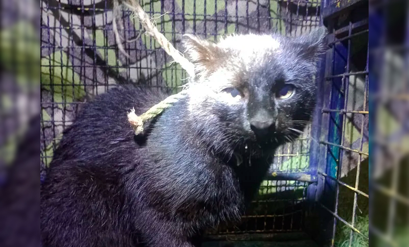 Hallaron un cachorro de pantera en Arroyo Seco