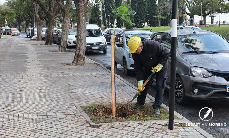 Plantarán un centenar de árboles en barrio Parque Habitacional Ibarlucea