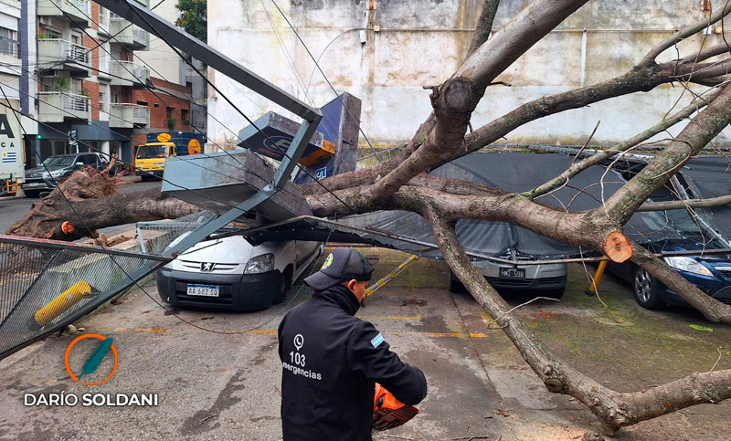 Un jacarandá cayó hacia el interior de una cochera y golpeó al menos cinco autos