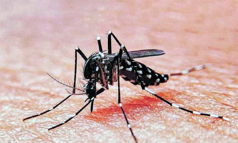 Por tercera semana consecutiva desciende la curva de casos de dengue en Santa Fe