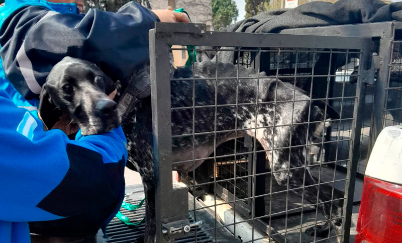 Rescatan un perro en extrema desnutrición abandonado en una casa de Echesortu