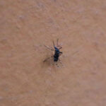 Crisis de dengue en Filipinas: aumentaron 81% los casos y acumulan 881 muertes en el año