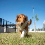 El Imusa efectuará este sábado una importante castración animal