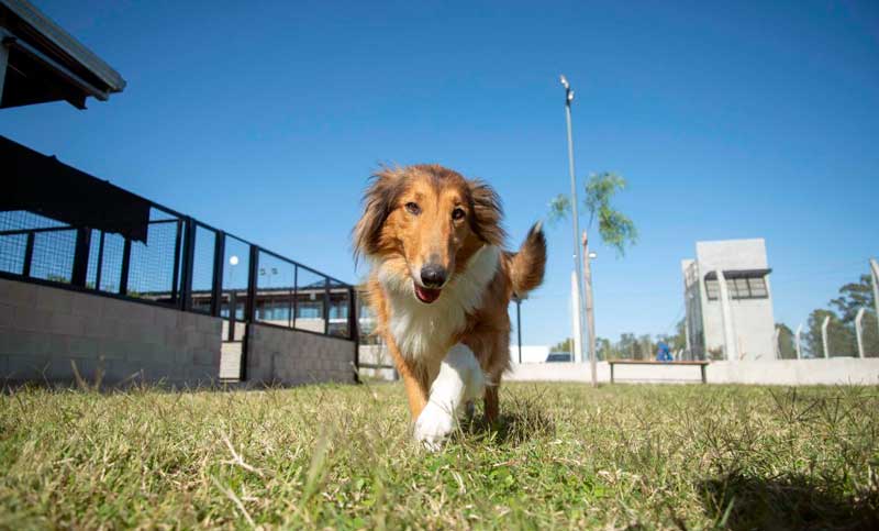 El Imusa efectuará este sábado una importante castración animal