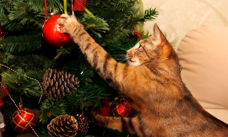 Gatos versus arbolitos de Navidad: ¿cómo proteger al adorno navideño de los “ataques” felinos? 