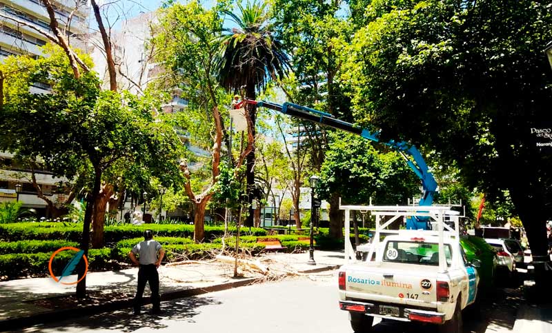 Comenzaron con la extracción de siete árboles secos en Plaza Pringles