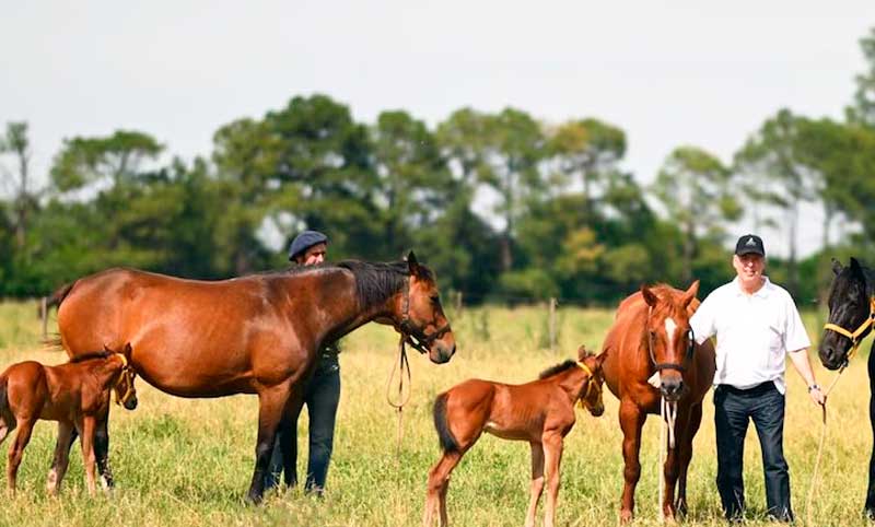 Científicos argentinos logran el nacimiento de cinco caballos genéticamente editados del mundo