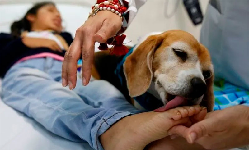 Con un protocolo estricto, pacientes internados en hospitales de Rosario podrían recibir a sus mascotas