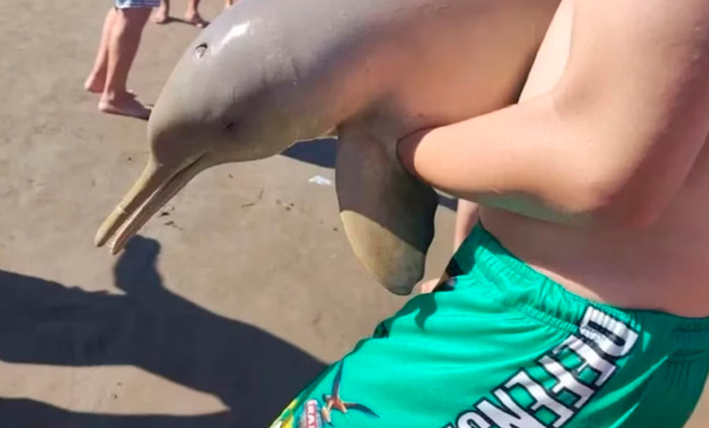 De no creer: murió un delfín en Mar del Tuyú porque lo sacaron del agua para tomarse fotos