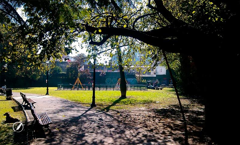 Tras la caída de la añosa mora de la Plaza Bélgica: vecinos de barrio Martin la recuerdan  