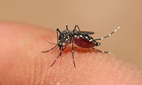 A la inversa de la economía: Informaron 9 casos de dengue en Rosario, 8 autóctonos y uno solo importado