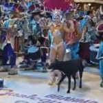 Escándalo en Gualeguaychú: integrante de una comparsa golpeó a un perro durante el desfile
