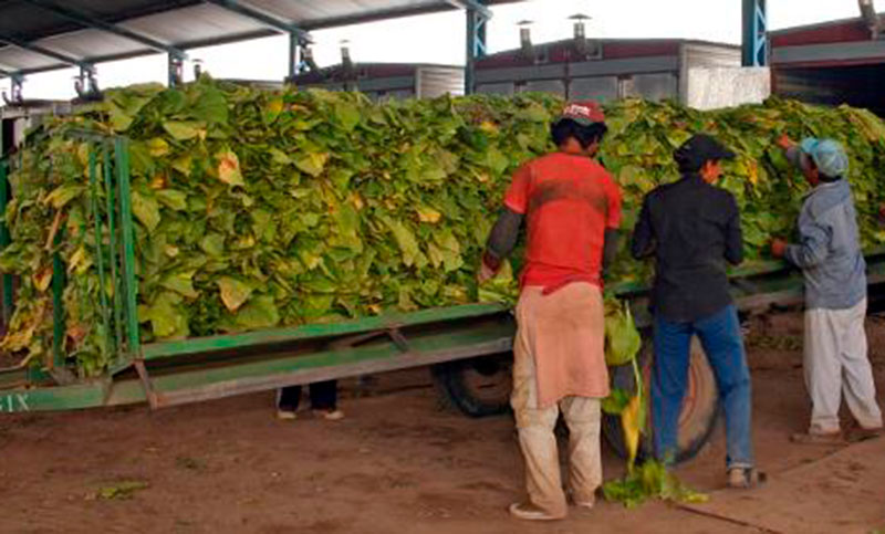 El sector tabacalero alerta sobre la complicada situación de los productores por pagos exiguos