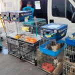 Rescatan más de 150 animales en una feria de Buenos Aires