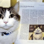 Oscar, el gato que predijo más de 100 fallecimientos en un geriátrico