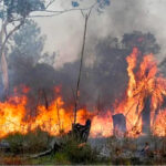 El fuego avanza por Argentina: miles de hectáreas fueron arrasadas en la Patagonia y Corrientes