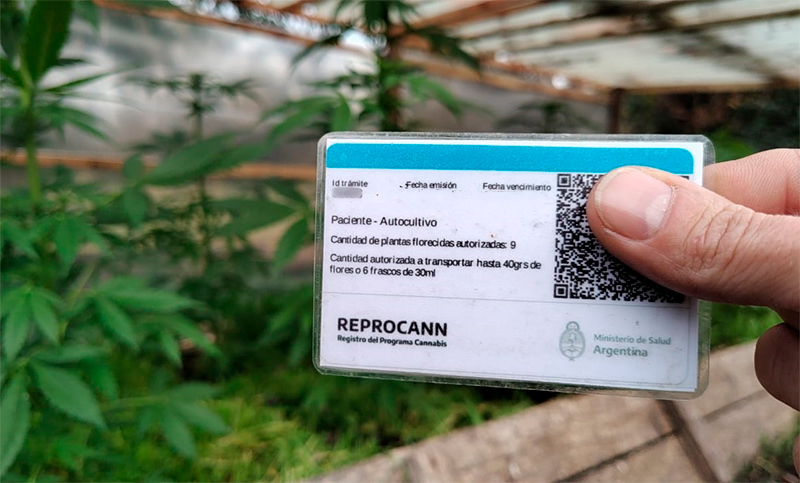 El gobierno de Milei dará de baja más de 300.000 permisos para cultivar cannabis de uso medicinal 