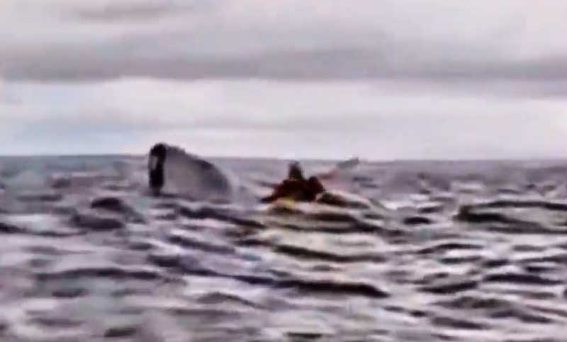 Inaudito: hacía packrafting, lo tragó una ballena y lo expulsó vivo minutos después