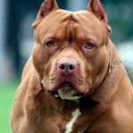 Córdoba: una mujer está grave tras ser atacada por el pitbull de su vecina
