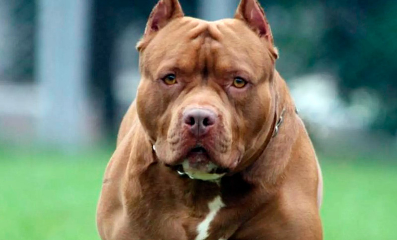 Córdoba: una mujer está grave tras ser atacada por el pitbull de su vecina