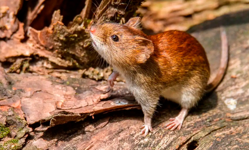 Alerta hantavirus: una mujer murió y hay 24 personas aisladas en Bariloche