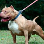 Córdoba: Un bebé de nueve meses se encuentra internado tras ser atacado por un pitbull
