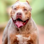Santa Fe: un pitbull atacó a una niña de cinco años y su hermanito de 9 meses se salvó de milagro