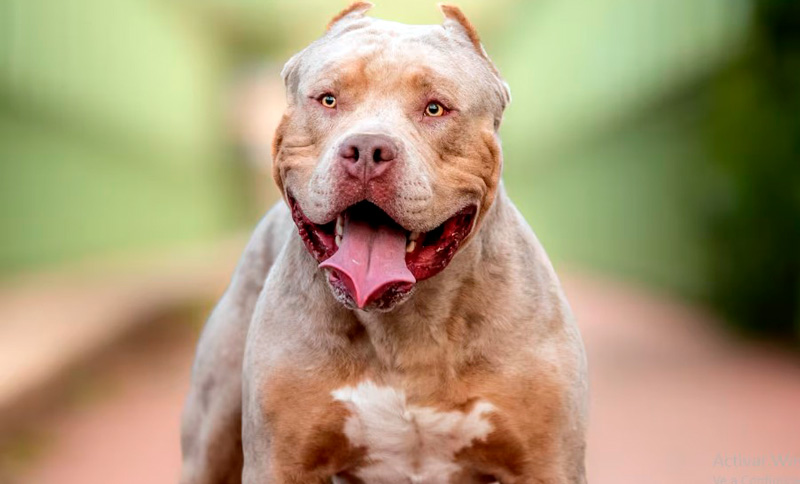 Santa Fe: un pitbull atacó a una niña de cinco años y su hermanito de 9 meses se salvó de milagro