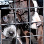 Rescatan a dos perritos de tres meses abandonados en una terraza