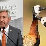En una caliente audiencia pública, el Gobierno de Entre Ríos expuso sus intenciones de autorizar la matanza de aves autóctonas