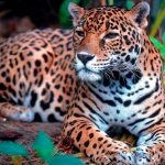 Misiones presenta el primer seguro en el mundo destinado a proteger al yaguareté