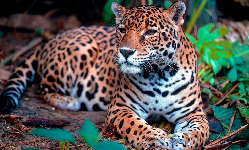 Misiones presenta el primer seguro en el mundo destinado a proteger al yaguareté