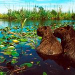 Especialistas debatirán sobre la protección de los ecosistemas en el 5º Foro Nacional de Humedales en Villa Ocampo