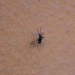 Habló la ministra de Salud: “En la provincia de Santa Fe no tenemos brotes activos de dengue”